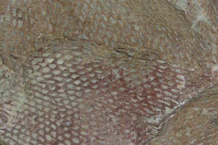 Ordovician, Fossil Graptolite (Araneograptus) Plate - Morocco #116746